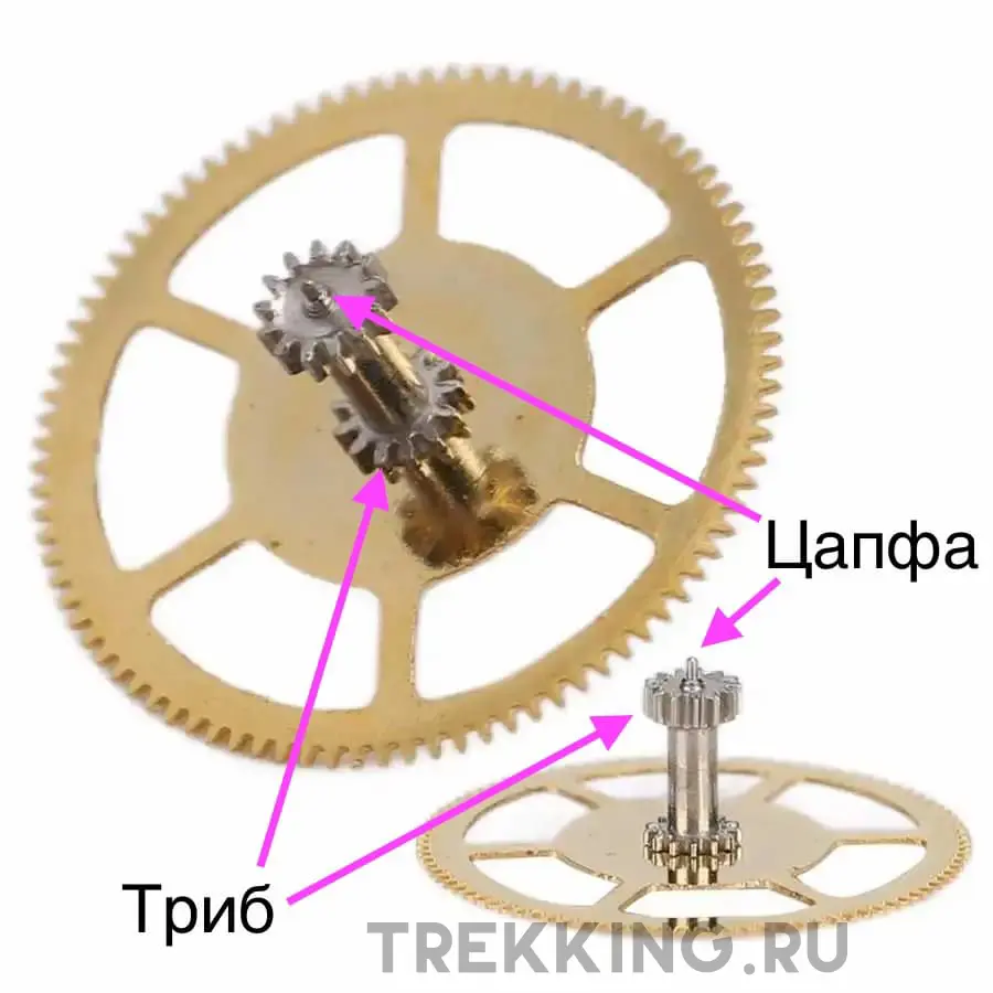 что такое триб и цапфа